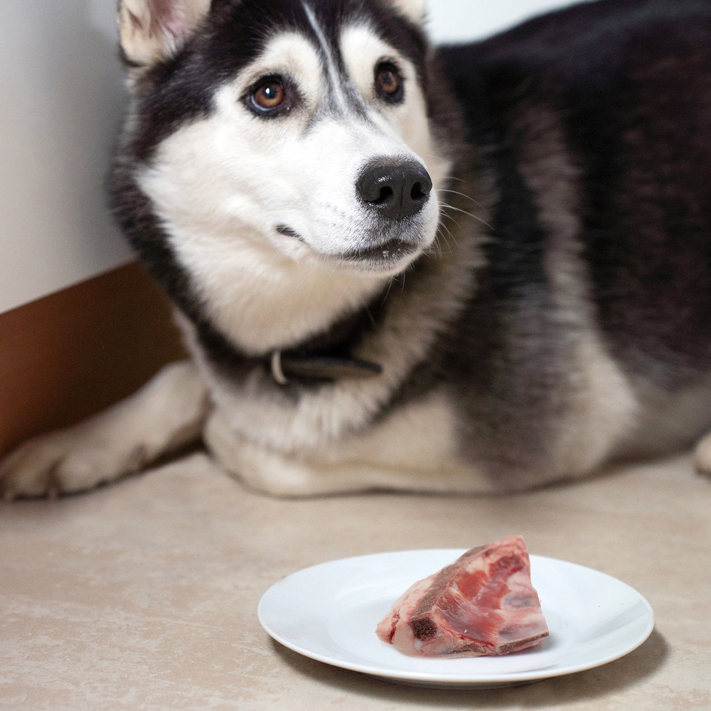 Rindbrustbeinknochen