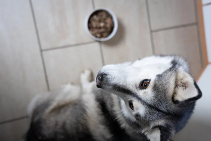 Komplettbarf für Hunde